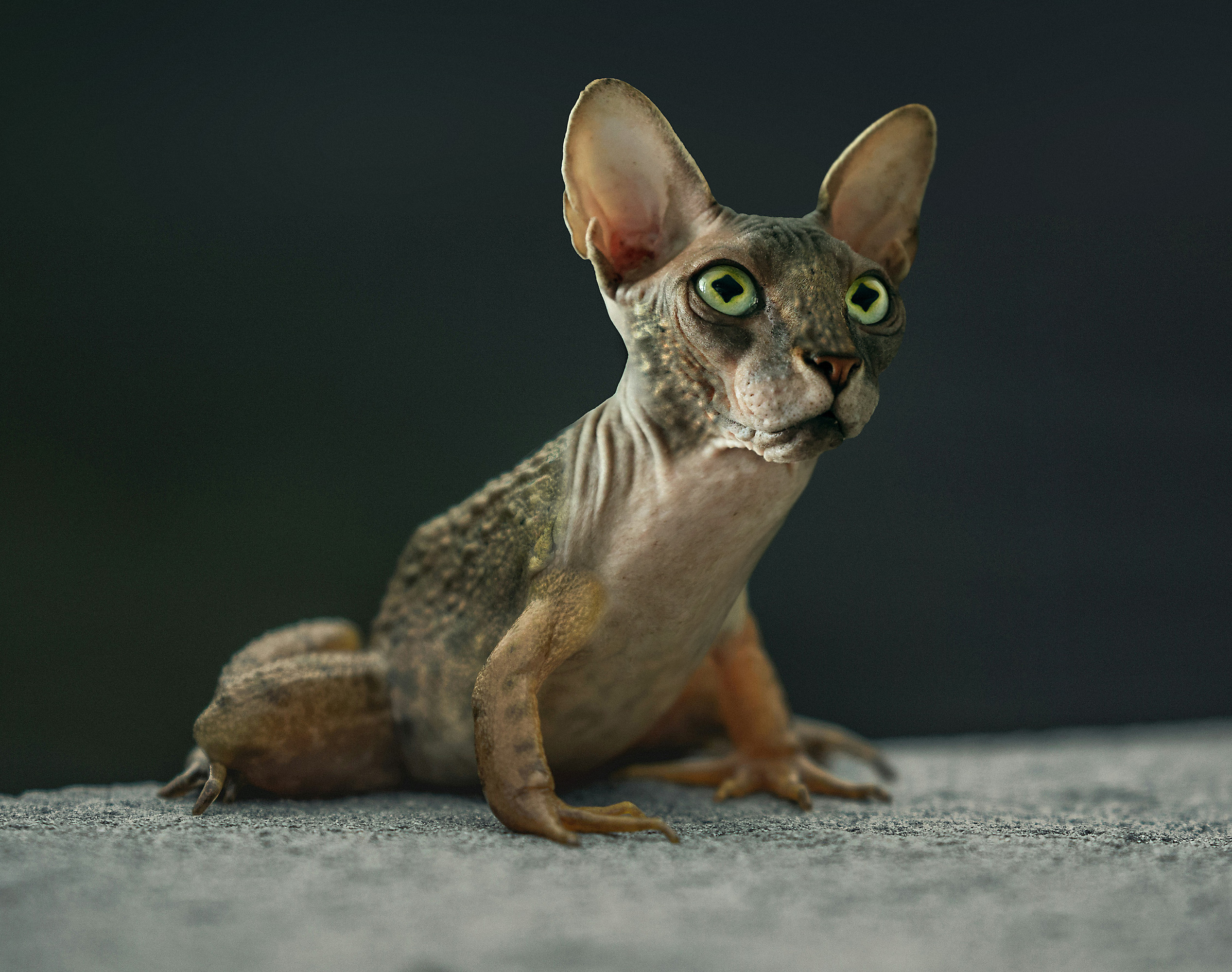 Anphibious Feline