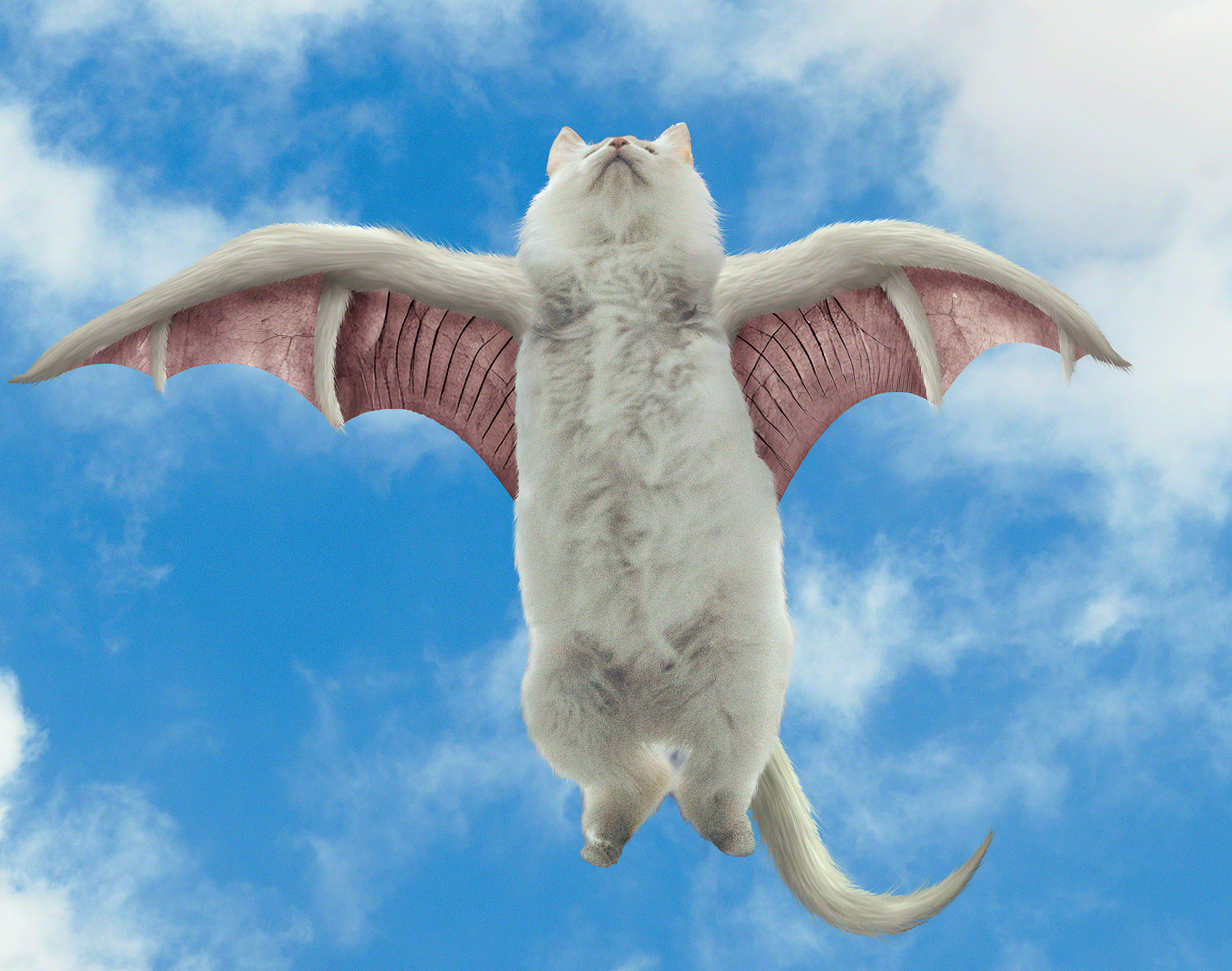Flying Cat