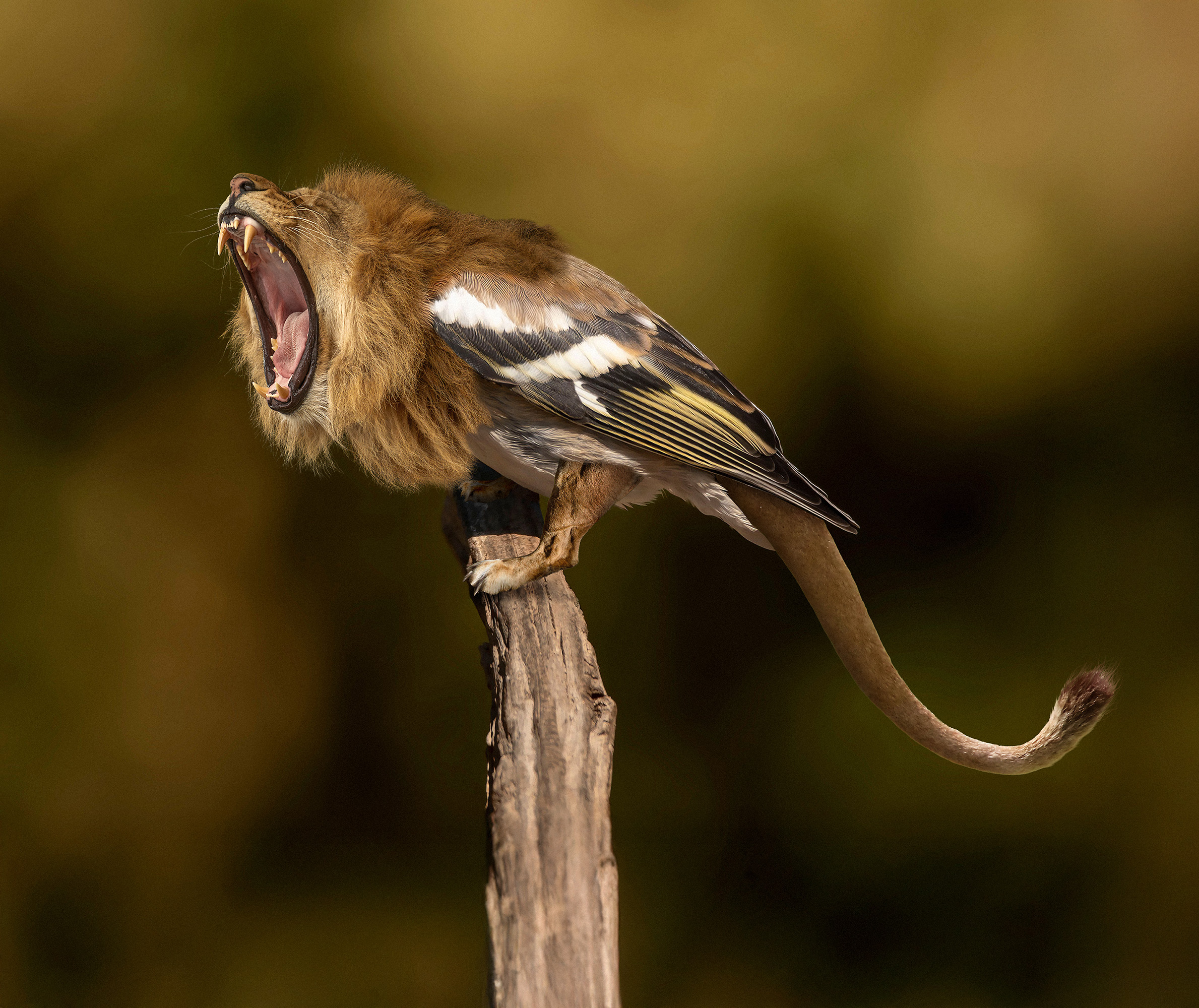 Roar
